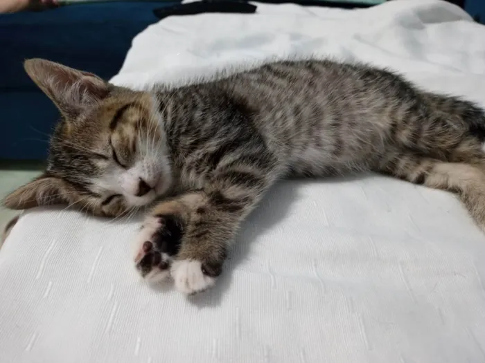 Gato ra a SRD idade 2 a 6 meses nome Farinha