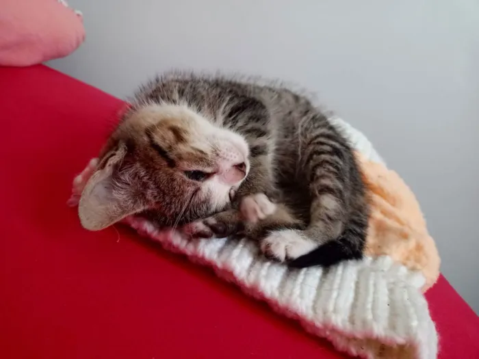 Gato ra a SRD idade 2 a 6 meses nome Farinha