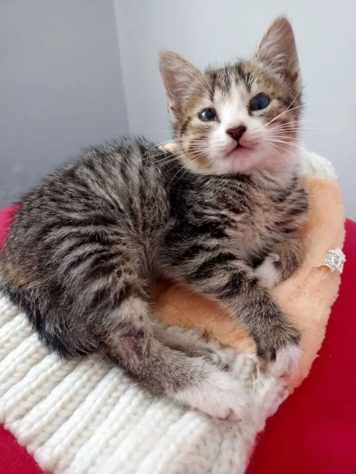 Gato ra a SRD idade 2 a 6 meses nome Farinha