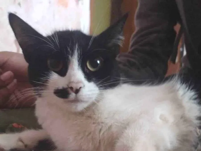 Gato ra a RND idade 7 a 11 meses nome Mia