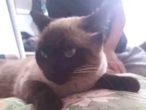 Gato raça Siamês  idade 2 anos nome Marrie