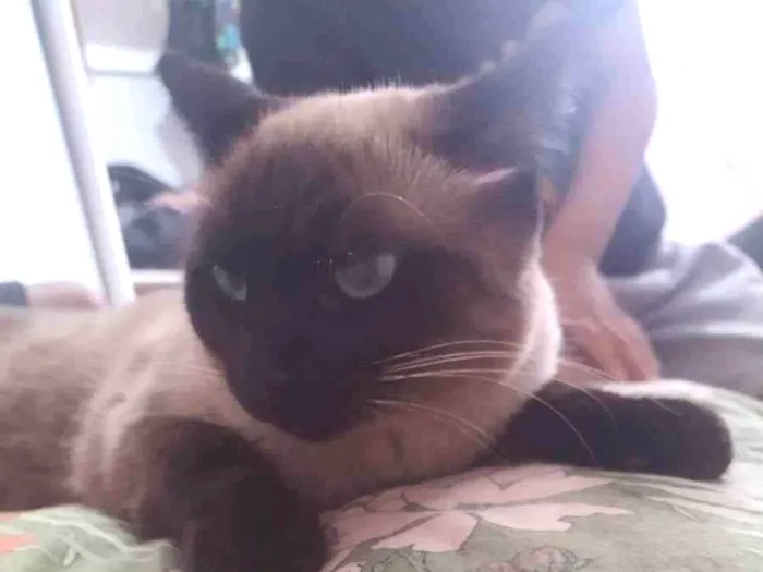 Gato ra a Siamês  idade 2 anos nome Marrie