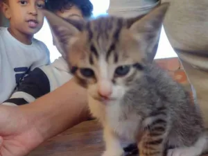 Gato raça RND idade 2 a 6 meses nome Sem nome 