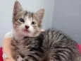 Farinha