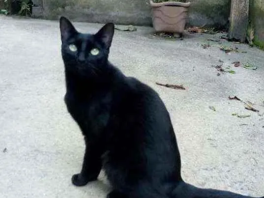 Gato ra a  idade 2 anos nome Pantera