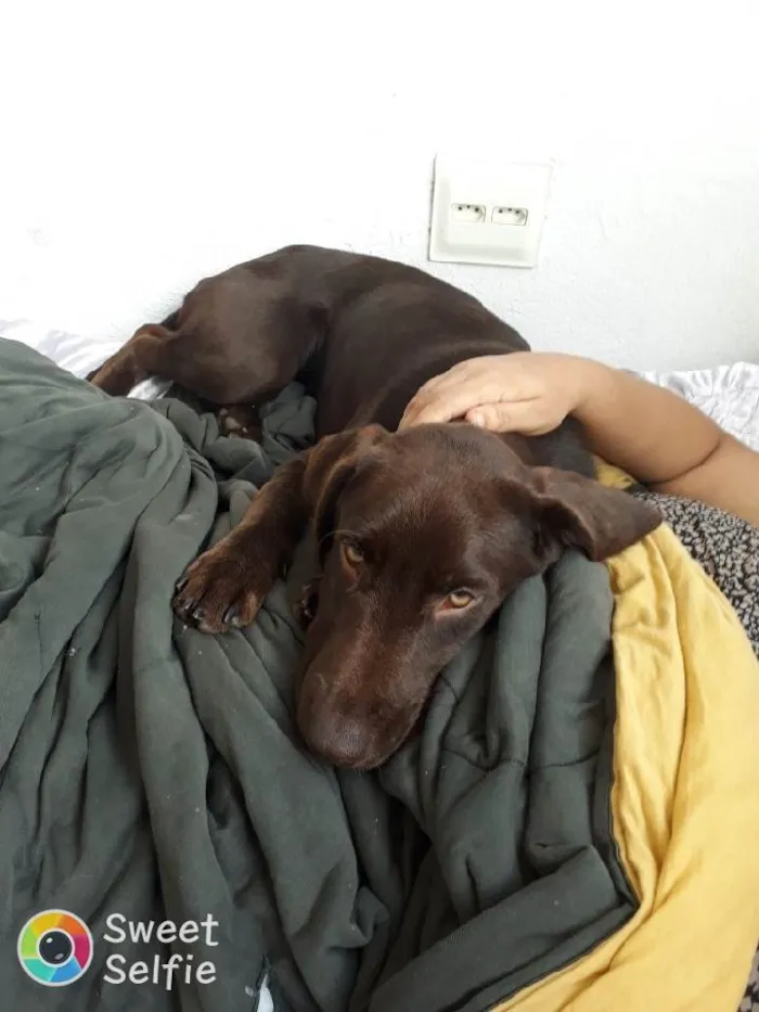 Cachorro ra a Labrador  idade 7 a 11 meses nome Kali