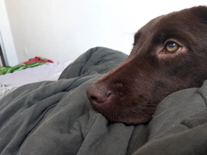 Cachorro ra a Labrador  idade 7 a 11 meses nome Kali