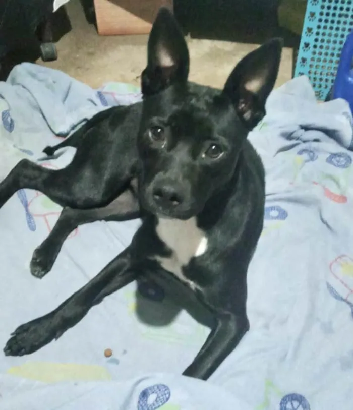 Cachorro raça Srd idade 7 a 11 meses nome Alina bb10meses 