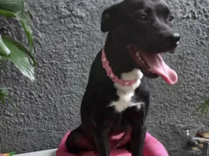Cachorro raça Srd idade 7 a 11 meses nome Alina bb10meses 