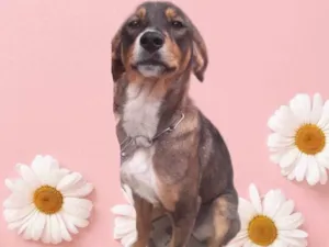 Cachorro raça Srd idade 7 a 11 meses nome Carly bb9meses fofa