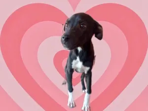 Cachorro raça Srd idade 2 a 6 meses nome Leo bb5meses lindo 