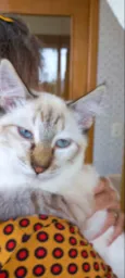 Gato raça Srd idade 2 a 6 meses nome Misha bb5meses 