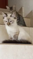 Gato raça Srd idade 2 a 6 meses nome Misha bb5meses 