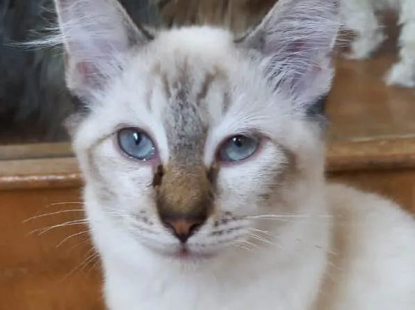 Gato raça Srd idade 2 a 6 meses nome Misha bb5meses 