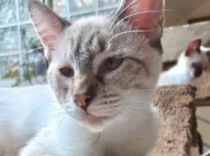 Gato raça Srd idade 2 a 6 meses nome Pipoca bb5meses 