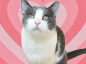 Gato raça Srd idade 1 ano nome Fred lindo e um amor