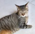 Gato raça Srd idade 1 ano nome Stella Linda 