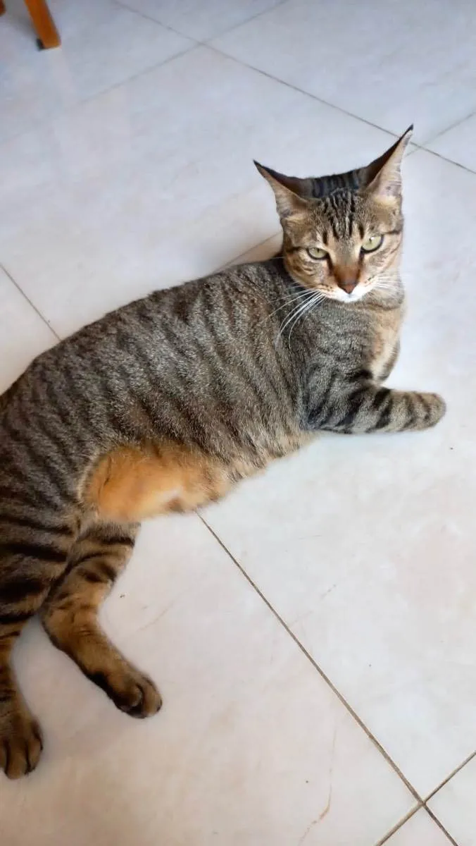 Gato raça Srd idade 1 ano nome Stella Linda 