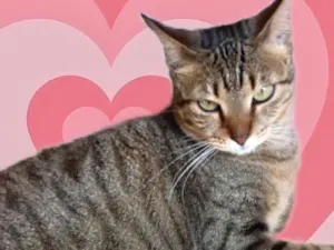 Gato raça Srd idade 1 ano nome Stella Linda 