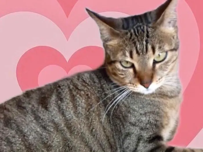 Gato raça Srd idade 1 ano nome Stella Linda 