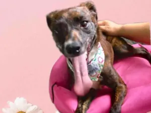 Cachorro raça Pinscher mix srd idade 7 a 11 meses nome Molly bb9meses 