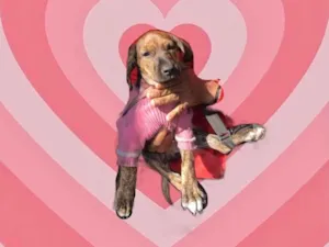 Cachorro raça Srd idade 2 a 6 meses nome Nina bb3meses linda 