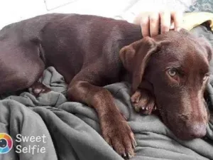 Cachorro raça Labrador  idade 7 a 11 meses nome Kali