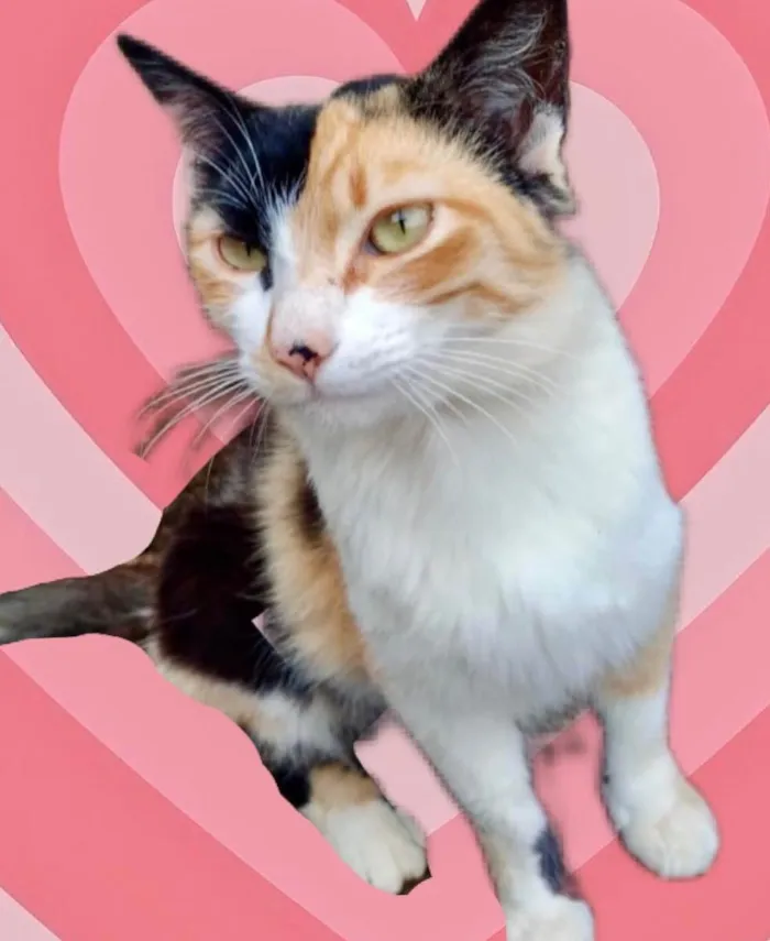 Gato raça Srd idade 1 ano nome Annouk tricolorlinda