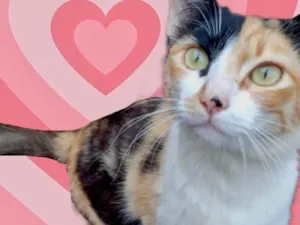 Gato raça Srd idade 1 ano nome Annouk tricolorlinda