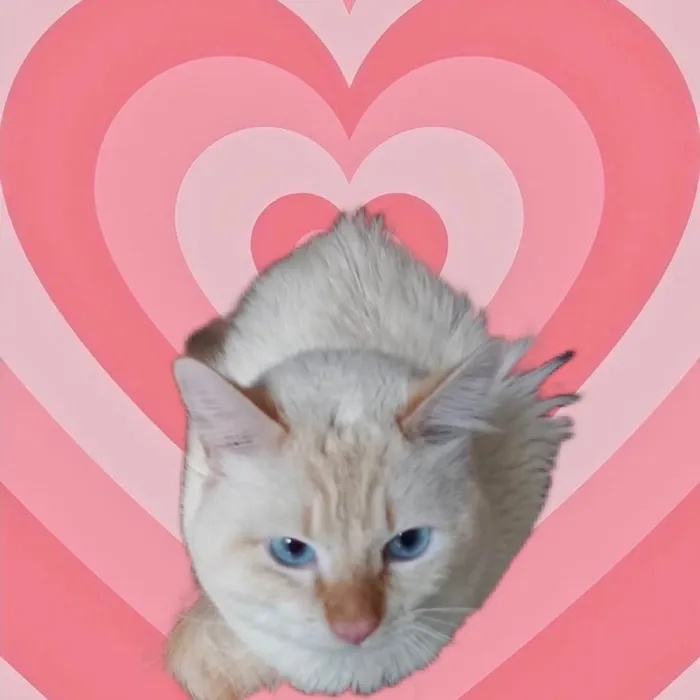 Gato raça Srd  idade 2 a 6 meses nome Apólo maravilhoso