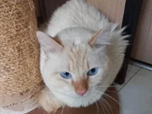 Gato raça Srd  idade 2 a 6 meses nome Apólo maravilhoso