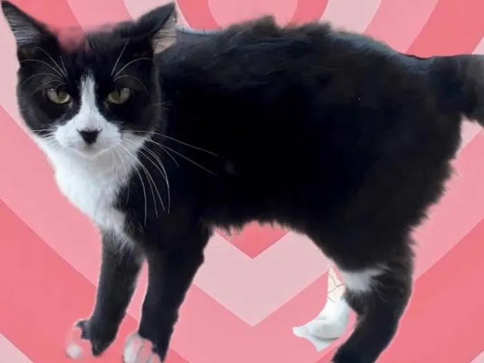 Gato raça Srd idade 1 ano nome Cotoco 