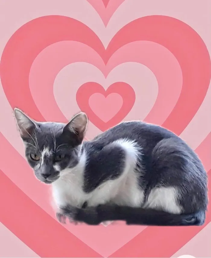 Gato raça Srd idade 2 a 6 meses nome Pink lindíssima 