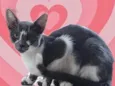 Gato raça Srd idade 2 a 6 meses nome Pink lindíssima 