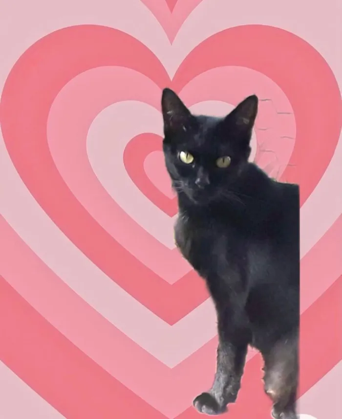 Gato raça Srd idade 1 ano nome PETA Linda 