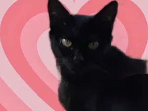 Gato raça Srd idade 1 ano nome PETA Linda 