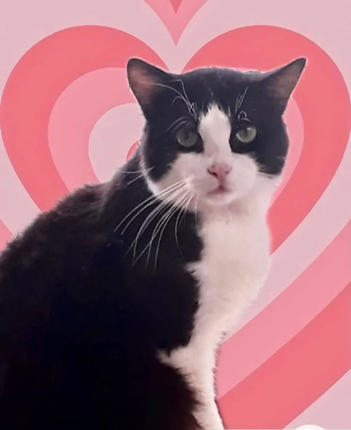 Gato raça Srd idade 1 ano nome Bolachao maravilhoso