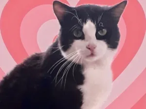 Gato raça Srd idade 1 ano nome Bolachao maravilhoso