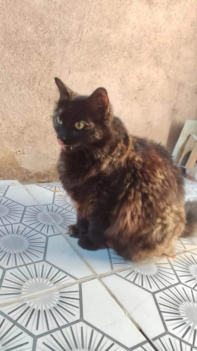 Gato raça Srd idade 1 ano nome Ágatha linda 