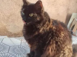 Gato raça Srd idade 1 ano nome Ágatha linda 