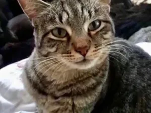 Gato raça Srd idade 1 ano nome Giorgio Armani 