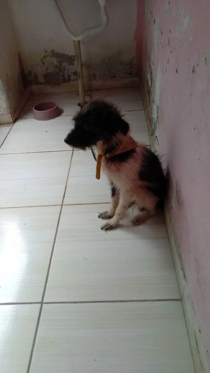 Cachorro ra a Peludo com viralata idade 1 ano nome Zuma