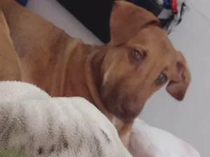 Cachorro raça Raça mista  idade 2 a 6 meses nome Luke 