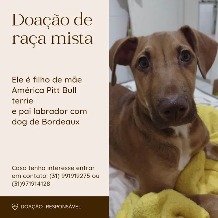 Cachorro ra a Raça mista  idade 2 a 6 meses nome Luke 