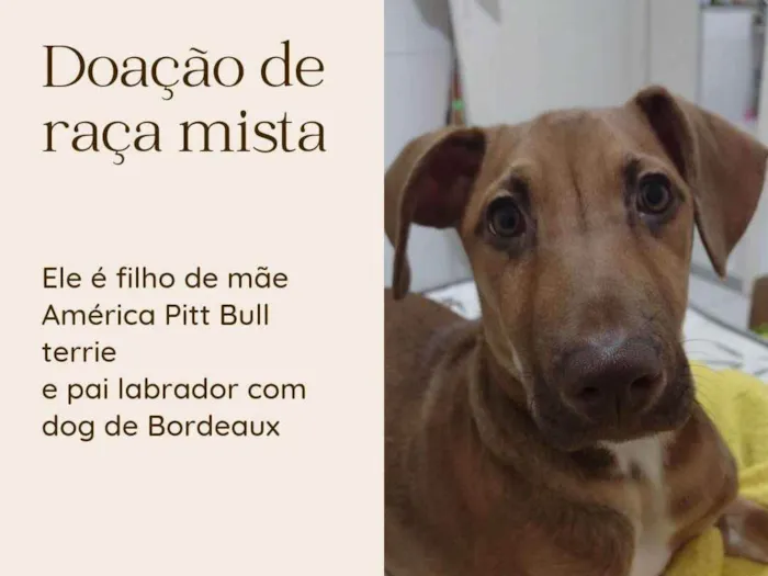 Cachorro ra a Raça mista  idade 2 a 6 meses nome Luke 