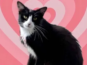 Gato raça Srd  idade 1 ano nome Nariz lindo gatinho 