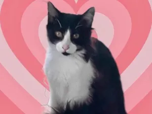 Gato raça Srd idade 2 a 6 meses nome Jade bb5meses 