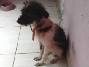 Cachorro raça Peludo com viralata idade 1 ano nome Zuma