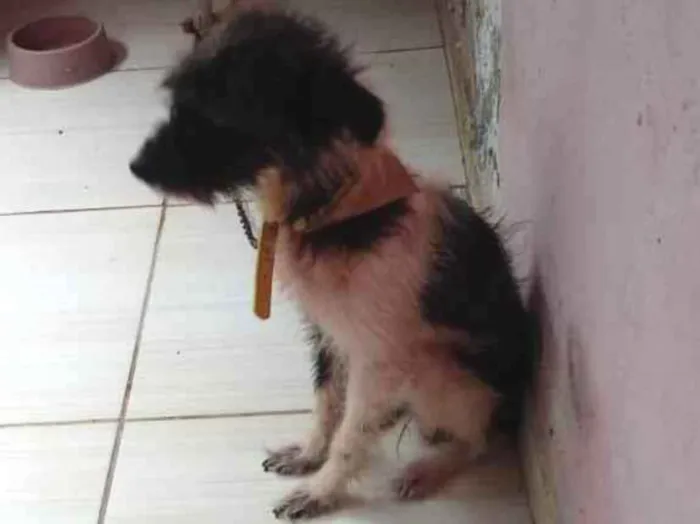 Cachorro ra a Peludo com viralata idade 1 ano nome Zuma