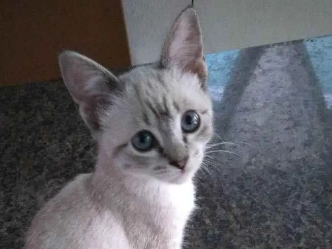 Gato ra a Não sei dizer  idade 7 a 11 meses nome Orion